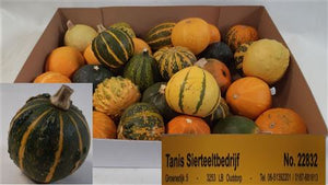 Mixed Ornamental Mini Pumpkins – Decorative Fruit