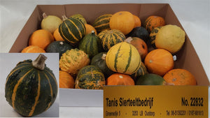 Mixed Ornamental Mini Pumpkins – Decorative Fruit