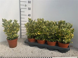 Japanese Spindle Tree (Euonymus japonicus) – 13cm Pot