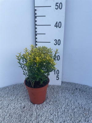 Euonymus japonicus ‘Microphylla Aurea’ – 13cm Pot