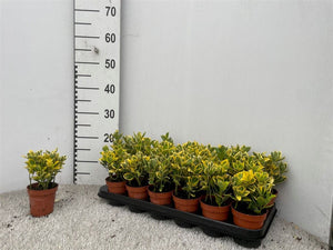 Japanese Spindle Plant (Euonymus japonicus) – 9cm Pot