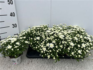 White Chrysanthemum (Indicum Group) – 10.5cm Pot