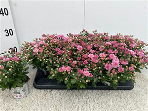 Pink Chrysanthemum (Chrysanthemum indicum) – 10.5cm Pot