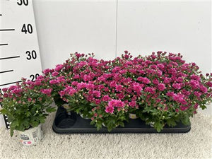 Purple Chrysanthemum (Indicum Group) – 10.5cm Pot