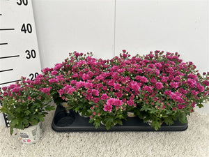 Purple Chrysanthemum (Indicum Group) – 10.5cm Pot