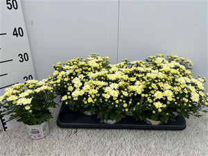 Red Chrysanthemum (Indicum Group) – 10.5cm Pot