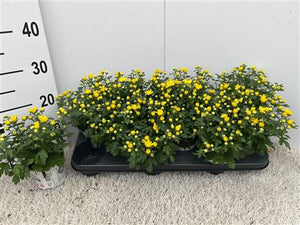 Yellow Chrysanthemum (Chrysanthemum indicum) – 10.5cm Pot