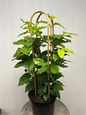 Arabica Coffee Plant (Coffea arabica) – 23cm Pot