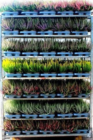 Calluna Garden Girl Heather Mix – 10cm Pot