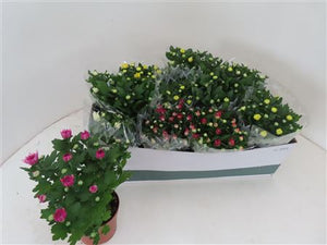 Mixed Chrysanthemum Houseplant – 12cm Pot