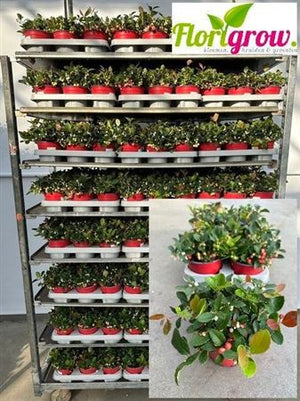 Large Berry Gaultheria Plant – 13cm Pot