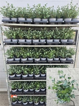 Cider Gum Eucalyptus (Eucalyptus gunnii) – 13cm Pot