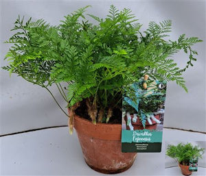 Davallia Fern (Rabbit’s Foot Fern) – 15cm Pot