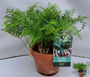 Davallia Fern (Rabbit’s Foot Fern) – 15cm Pot