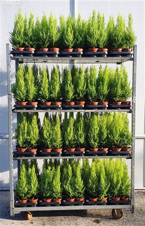 Goldcrest Monterey Cypress (Cupressus macrocarpa) – 10.5cm Pot