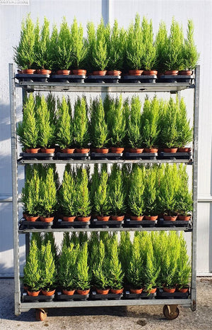 Goldcrest Monterey Cypress (Cupressus macrocarpa) – 10.5cm Pot