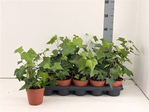 Green Ivy (Hedera) – 12cm Pot, 25cm High