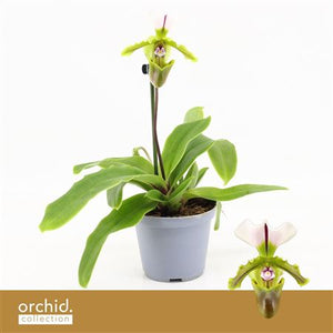 Paphiopedilum Orchid ‘Milano’ – 9cm Pot