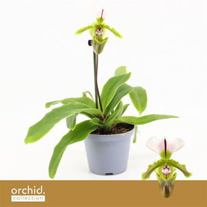 Paphiopedilum Orchid ‘Milano’ – 9cm Pot