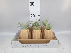 Carambola Green Air Plant Arrangement – 8.5cm Ceramic Pot