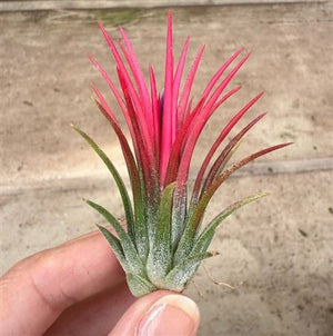 Tillandsia Fuego Red Air Plant – 6cm