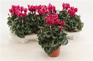 Dark Violet Small-Flowered Cyclamen (Cyclamen persicum) – 10.5cm Pot