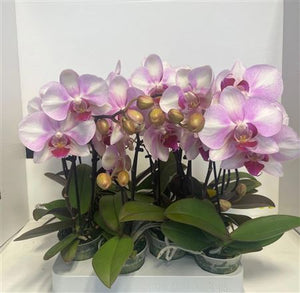 Mini Pink Phalaenopsis Orchid – 7cm Pot