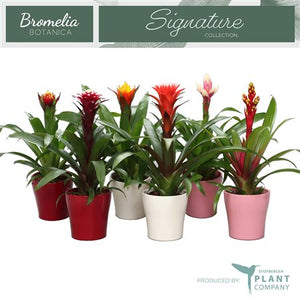 Mixed Guzmania Bromeliad – 12cm Ceramic Pot