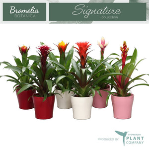 Mixed Guzmania Bromeliad – 12cm Ceramic Pot