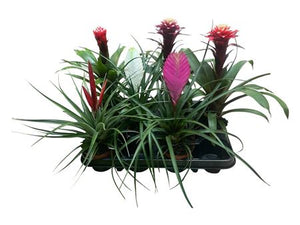 Mixed Bromeliad Houseplant – 9cm Pot