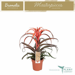 Tillandsia capitata Air Plant – 12cm Pot, 30cm High