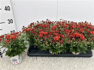 Orange Garden Mum (Chrysanthemum) – 10.5cm Pot