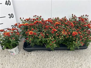 Orange Garden Mum (Chrysanthemum) – 10.5cm Pot