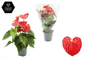 Red Anthurium (Anthurium andraeanum) – 14cm Pot
