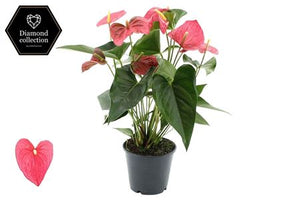 Pink Anthurium (Anthurium andraeanum) – 14cm Pot