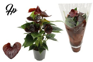 Brown Anthurium ‘Essencia’ – 14cm Pot