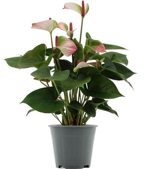 Anthurium Amalia Elegance – 14cm Pot