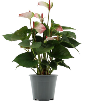 Anthurium Amalia Elegance – 14cm Pot