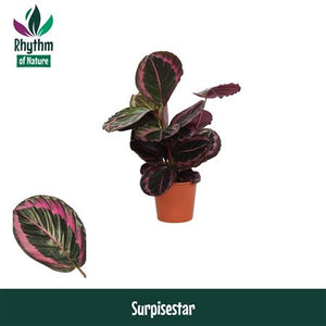 Calathea 'Surprisestar' – 14cm Pot, 45cm High