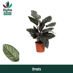 Calathea Ornata Prayer Plant – 14cm Pot