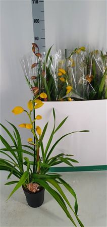 Mixed Cymbidium Orchid – 14cm Pot, 70cm Tall