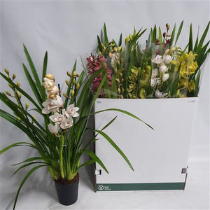 Mixed Cymbidium Orchid – 14cm Pot, 70cm Tall