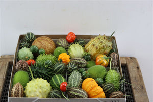 Mixed Ornamental Cucumis Fruits – Pack of 4