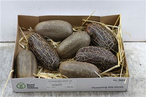 Ornamental Cucumis Sikkim Fruit – Brown