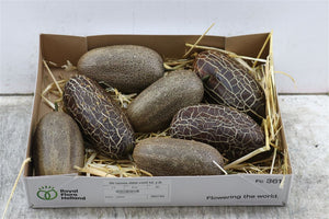 Ornamental Cucumis Sikkim Fruit – Brown