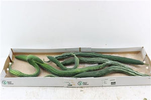 Ornamental Cucumis Snake Gourd – Green