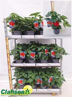 Red Hibiscus (Hibiscus rosa-sinensis) – 23cm Pot