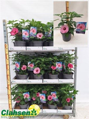 Hibiscus 'Kopper King' – 23cm Pot