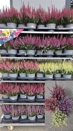 Garden Heather (Calluna vulgaris) – 17cm Pot