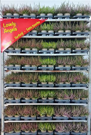 Mixed Calluna Heather – 10.5cm Pot